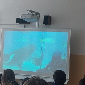 Potápění se žraloky - přednáška