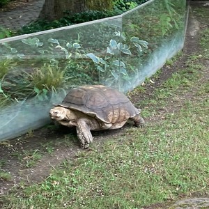 Výlet 1. stupeň - Liberec - ZOO + botanická zahrada